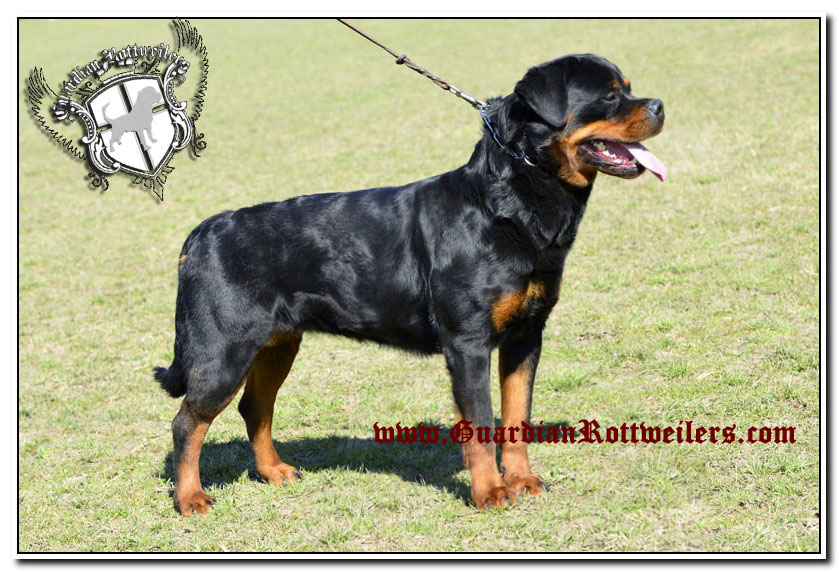 lola0018