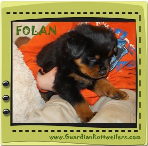 folan15