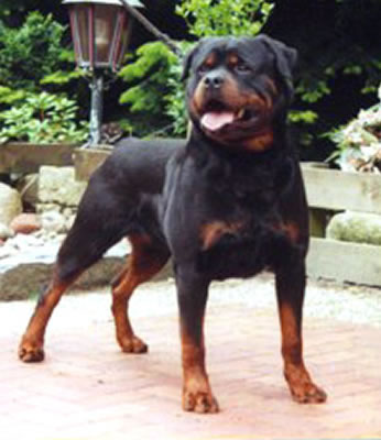 Balou