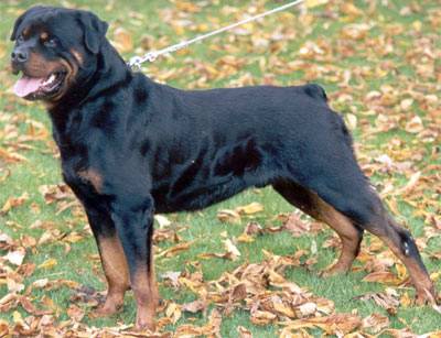Balou vom Silberblick-1