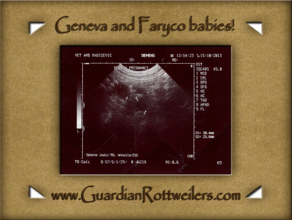 geneva_ultrasound